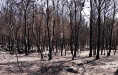 ΝΕΑ ΕΙΔΗΣΕΙΣ (Ζάκυνθος: Αναδασωτέες όλες οι καμένες εκτάσεις)