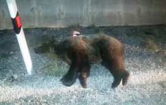 ΝΕΑ ΕΙΔΗΣΕΙΣ (Κοζάνη: Νεκρή αρκούδα σε τροχαίο με φορτηγό (pic))