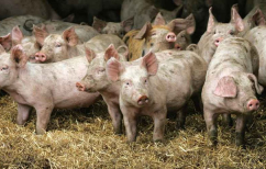 ΝΕΑ ΕΙΔΗΣΕΙΣ (Η αφρικανική πανώλη που πλήττει τους χοίρους στην Κίνα και οι φόβοι πανδημίας)
